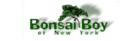 Bonsai Boy of New York